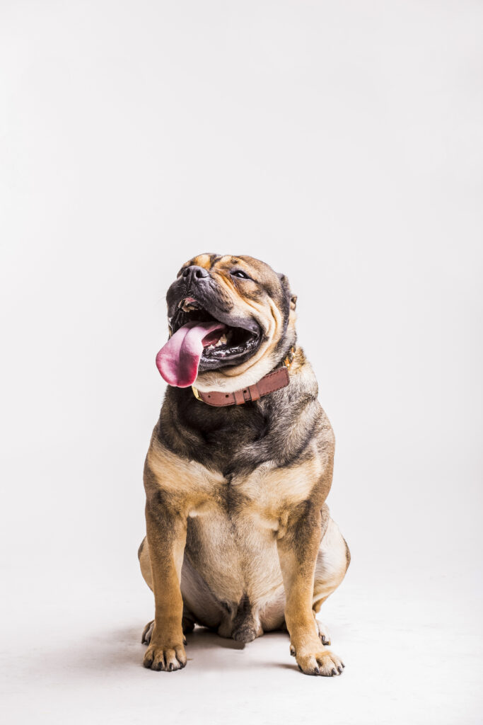 close-up-dog-sitting-white-background